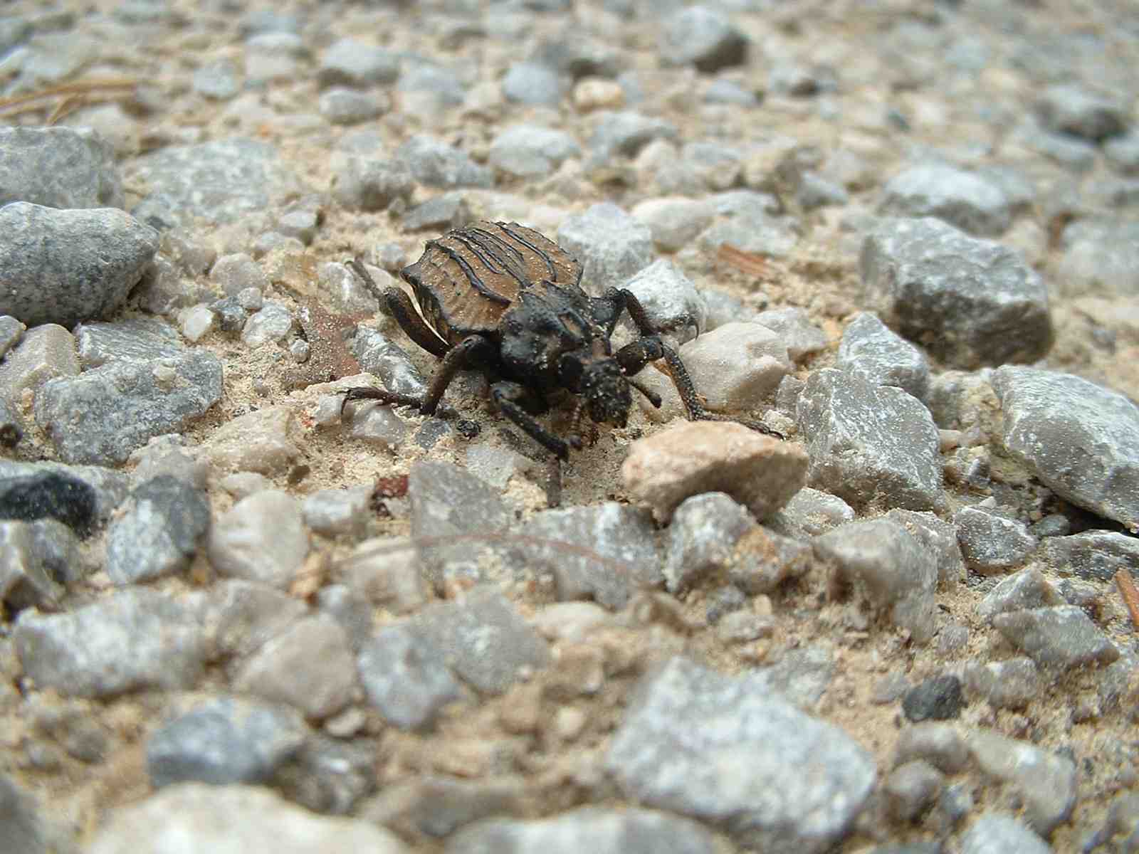 Coleottero Brachycerus undatus